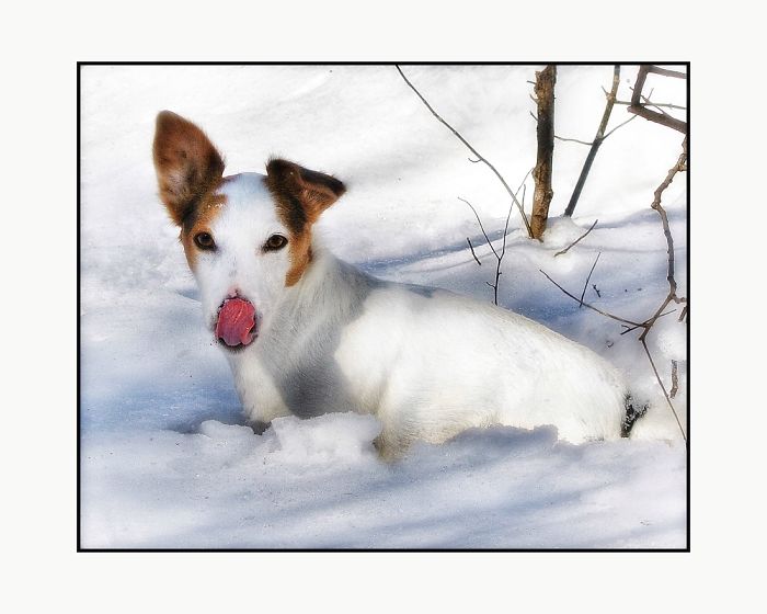 Newman In The Snow