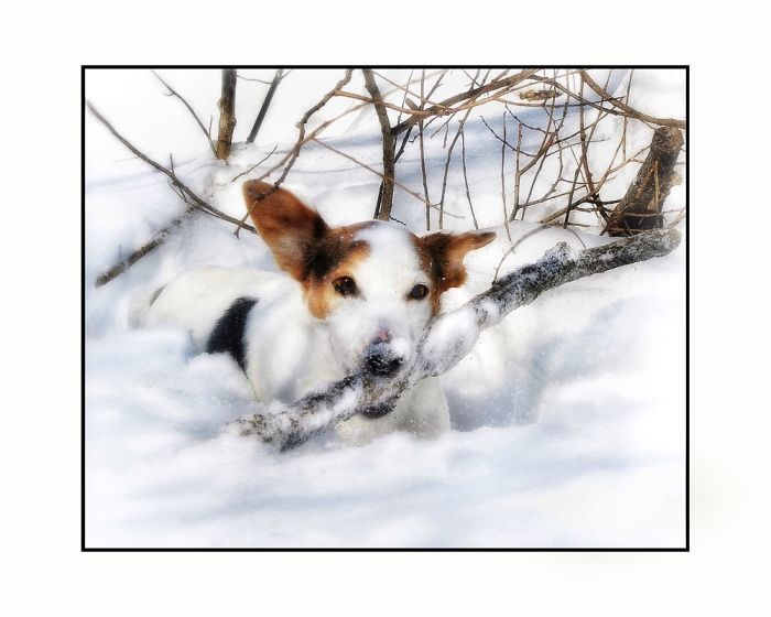 Newman In The Snow