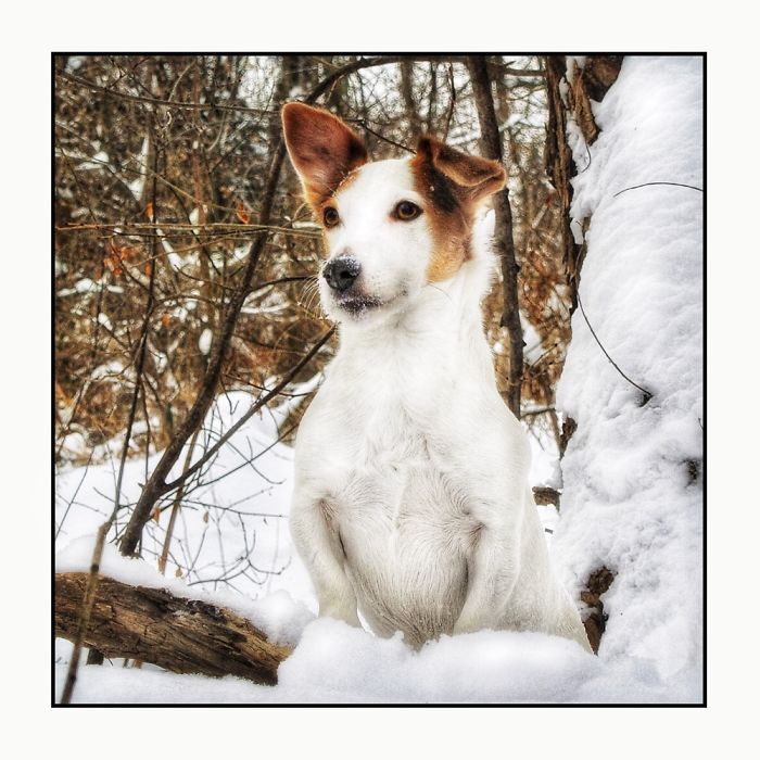 Newman In The Snow