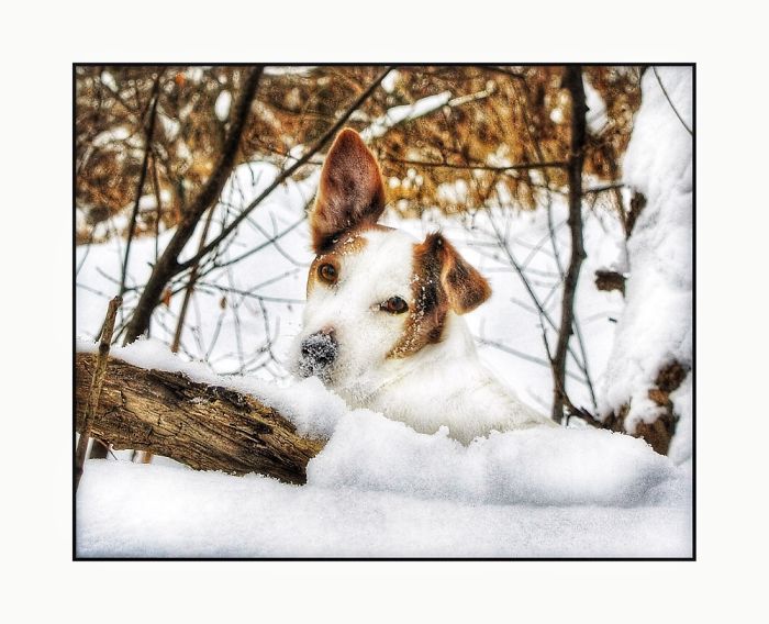 Newman In The Snow