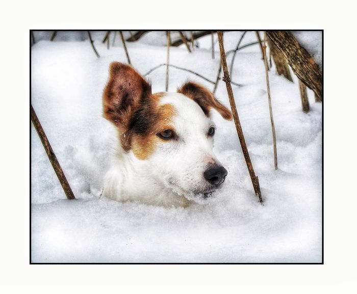 Newman In The Snow