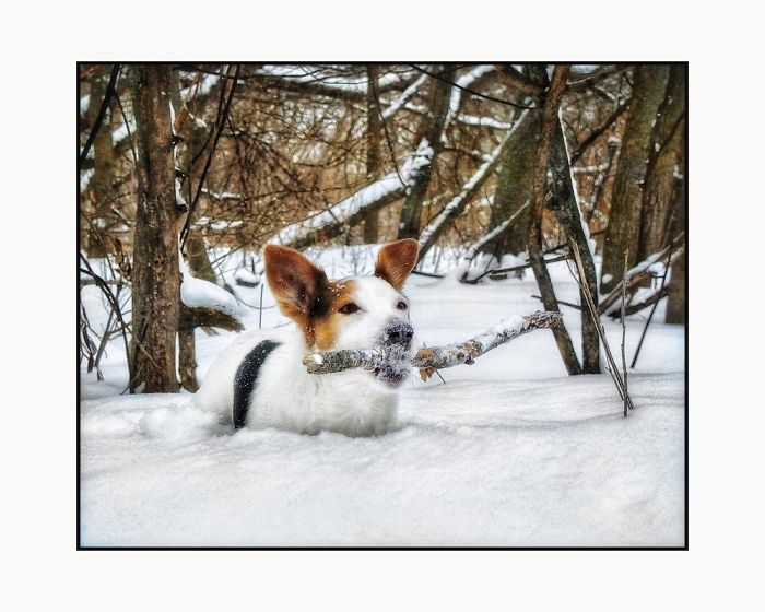 Newman In The Snow