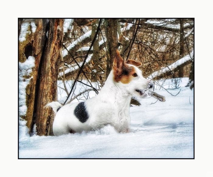 Newman In The Snow
