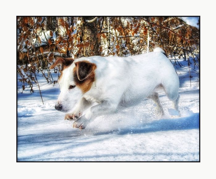Newman In The Snow