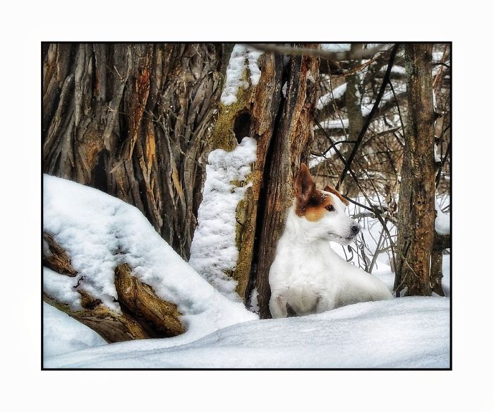 Newman In The Snow