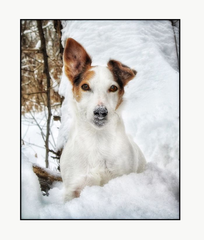 Newman In The Snow
