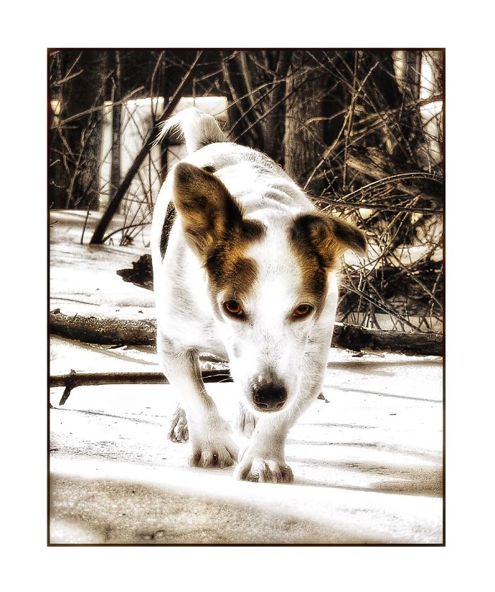 Newman In The Snow