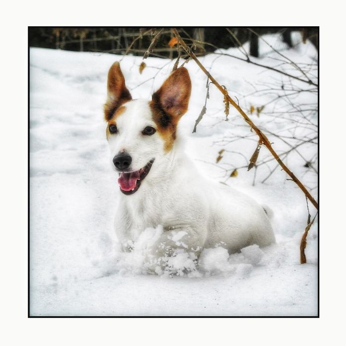 Newman In The Snow