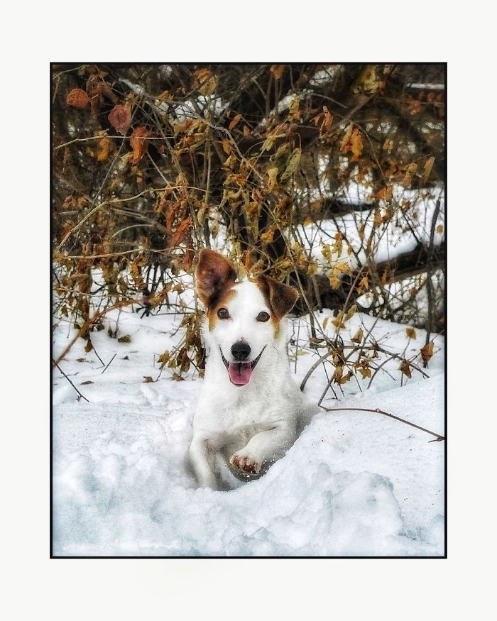 Newman In The Snow