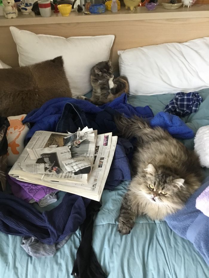 You Want To Read The News? Nope. (Bonus: In The Middle Of My Clean Clothing)