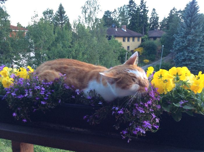 Must He Lie On The Flowers In Order To Enjoy Them?