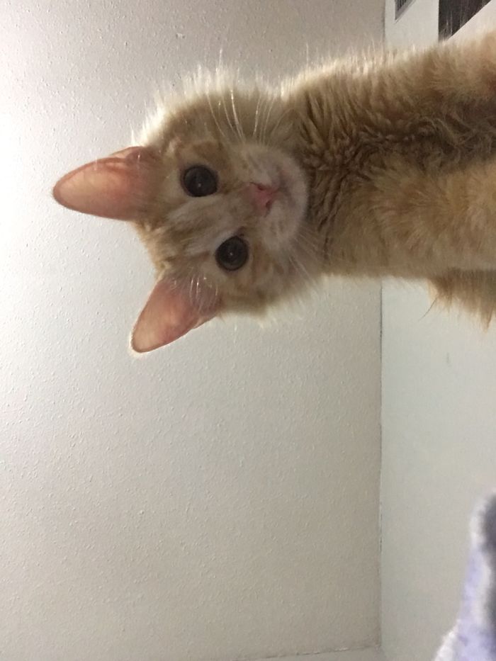 My Cat Sweden Took Her Own Selfie While I Was Not Looking...