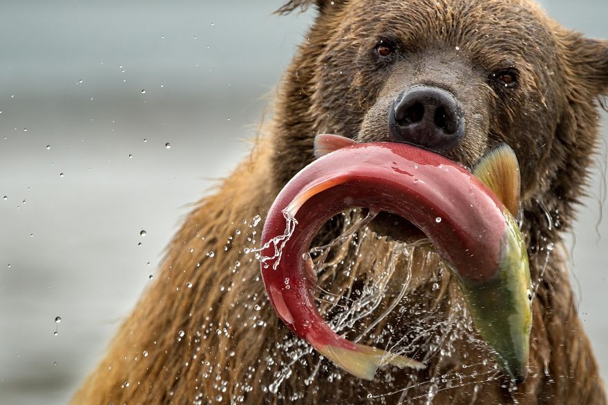 Bear And Salmon, Natural World Finalist