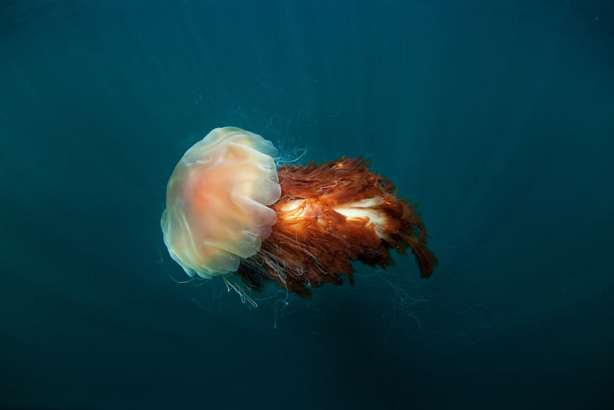 Lion's Mane Jellyfish, Natural World Finalist