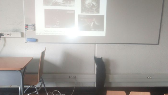 When Your "Mr I Know Better Than You" Cat Won't Stop Teaching Phd Teachers How To Teach Ethology At Uni