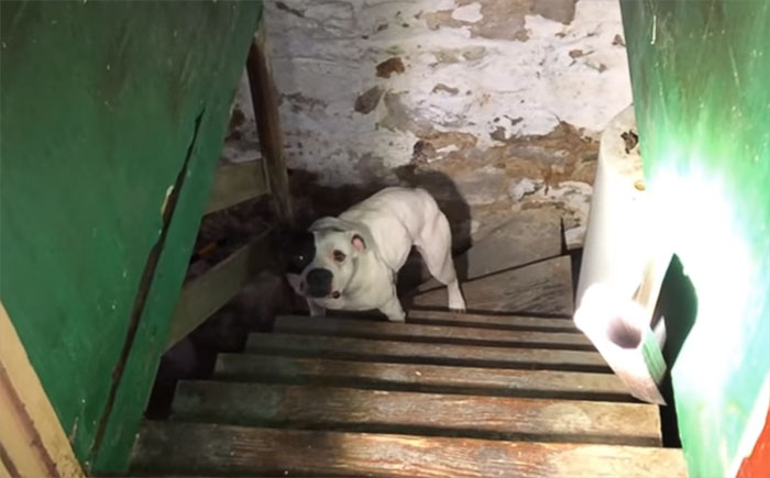 Man Moving Into A New House Finds A Dog Left Behind In The Basement, And The Dog's Reaction Says It All