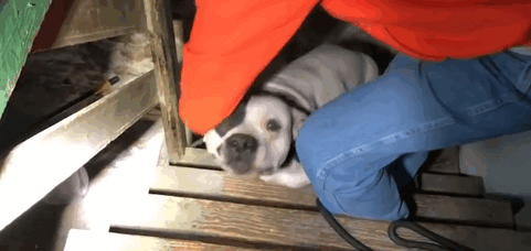 Man Moving Into A New House Finds A Dog Left Behind In The Basement, And The Dog's Reaction Says It All