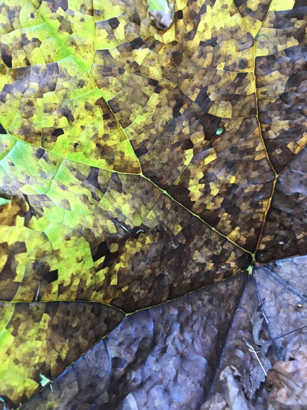 This Dying Leaf Looks Like It's Pixelating