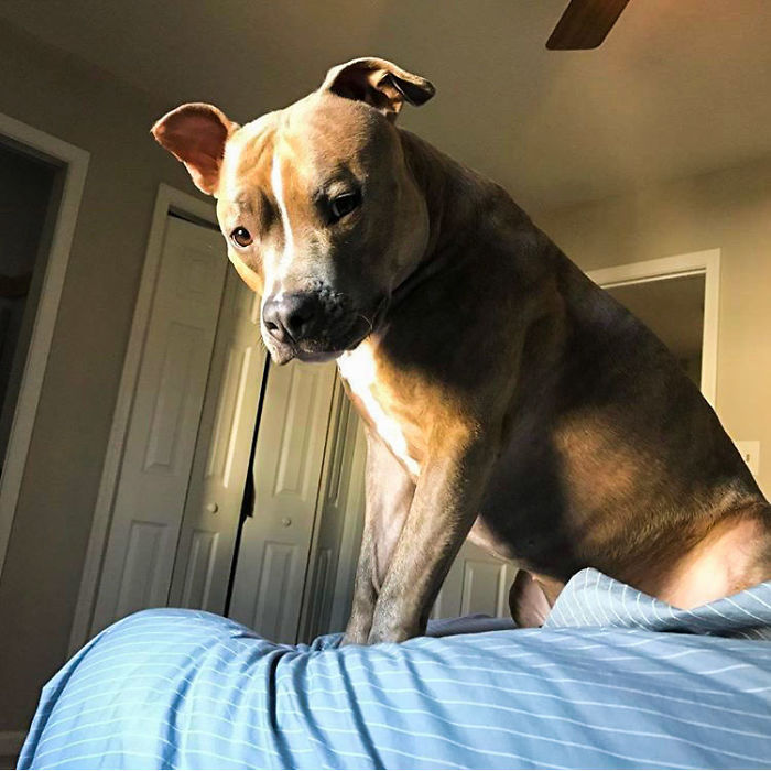 Meet Leela, The Weirdest Pit Bull In The World Who Acts So Strangely Even Vets Can't Explain It
