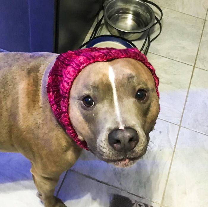 Meet Leela, The Weirdest Pit Bull In The World Who Acts So Strangely Even Vets Can't Explain It