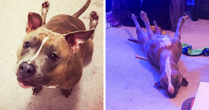 Meet Leela, The Weirdest Pit Bull In The World Who Acts So Strangely Even Vets Can’t Explain It