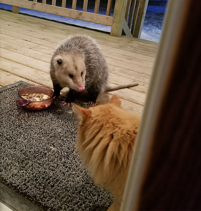 Possum Tries To Steal Cat’s Food, And Cat’s Reaction Is Priceless (7 Pics)