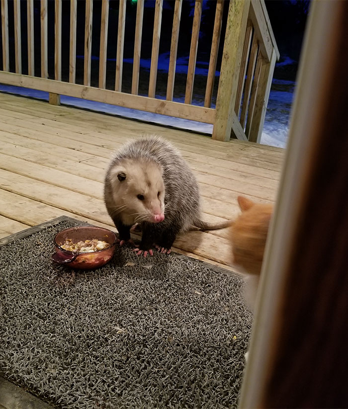 Possum Tries To Steal Cat’s Food, And Cat’s Reaction Is Priceless (7 Pics)