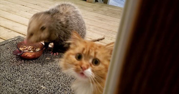 This Cat's Reaction To Possum Stealing Her Food Gets ...