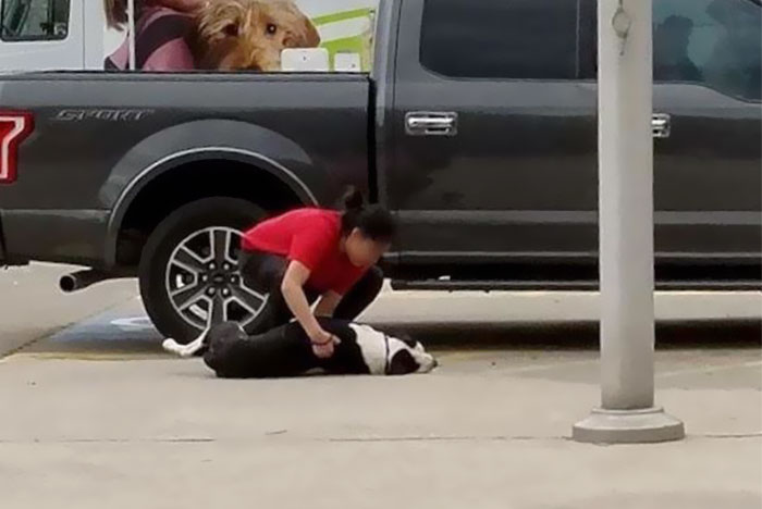 Woman Captures Scared Dog Getting Dragged Into Kill Shelter By Owner, And His Reaction Will Break Your Heart