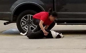 Esta mujer grabó a un perro asustado siendo arrastrado a la perrera por su dueña, y su reacción te romperá el corazón