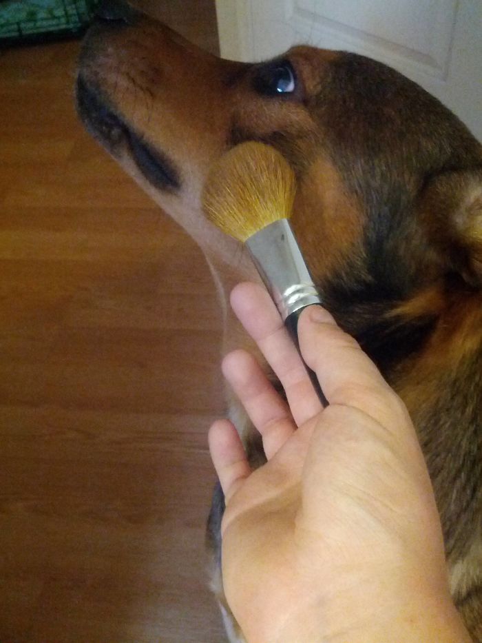 140 Of The Most Unbelievably Smart Things Pets Have Done That Surprised Their Owners
