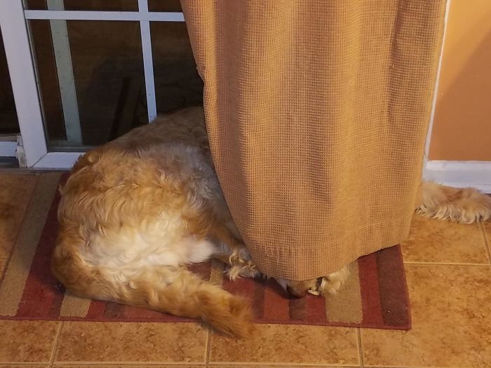 140 Of The Most Unbelievably Smart Things Pets Have Done That Surprised Their Owners
