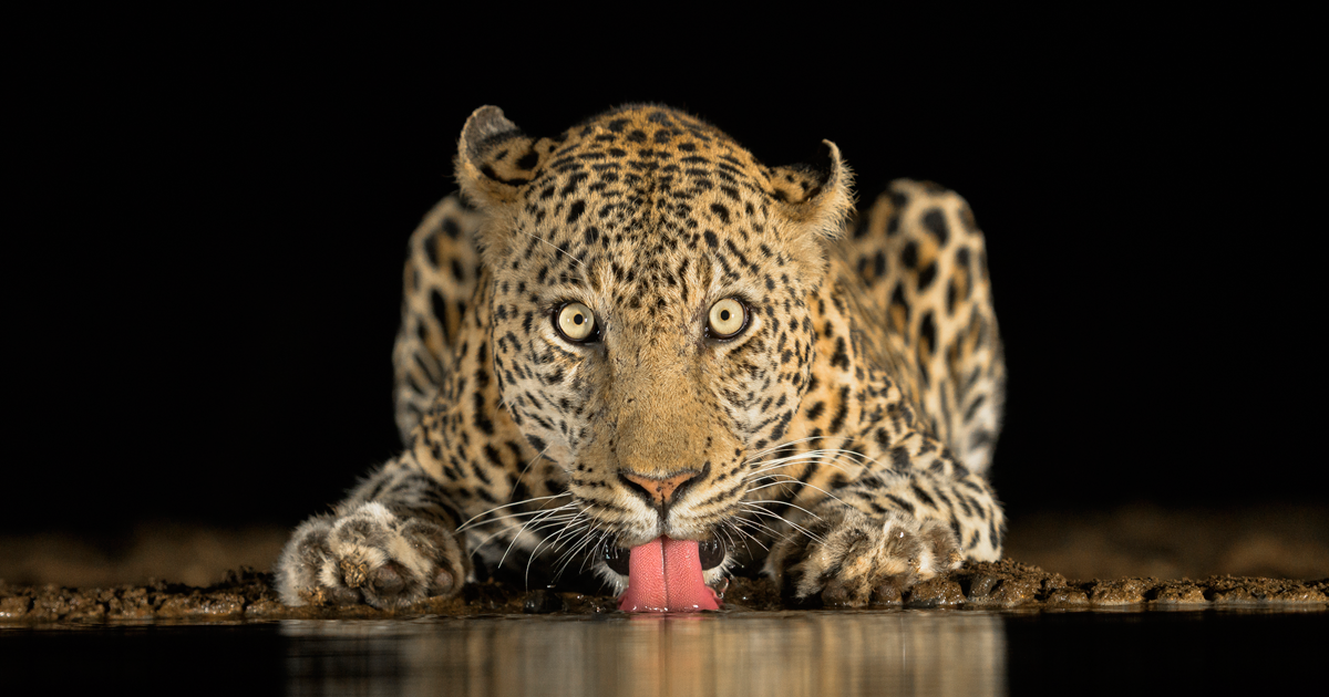 The Winners Of The 2018 Sony World Photography Awards Have Been ...