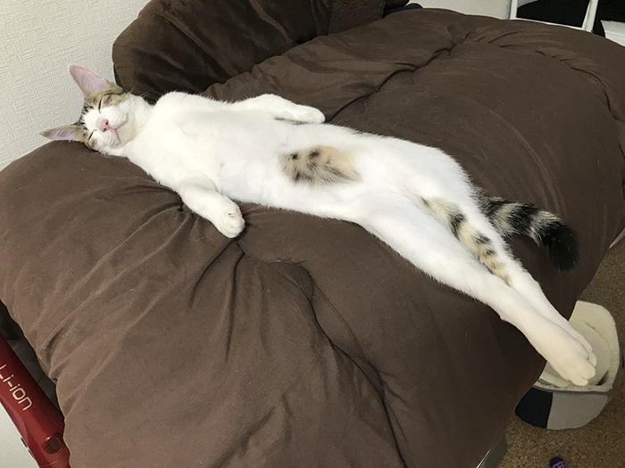 People Are Posting Pics Of Their Cats Stretching, And It's ...