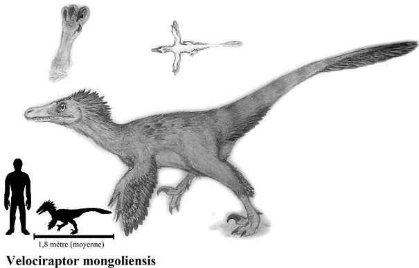 velociraptor_mongoliensis_by_zewqt-d65y8y3-5a996b2627941.jpg