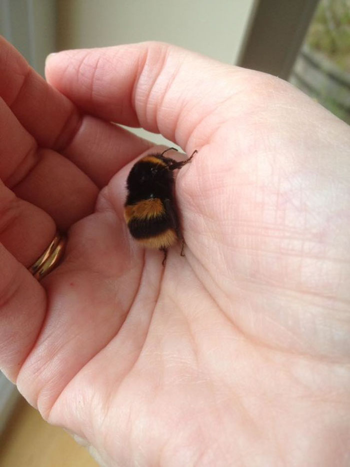 Woman Saves Wingless Bumblebee And Their Friendship Creates Buzz On The Internet