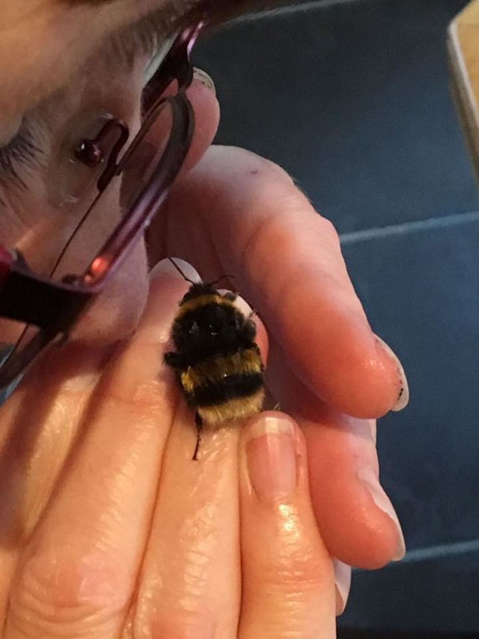 Woman Saves Wingless Bumblebee And Their Friendship Creates Buzz On The Internet
