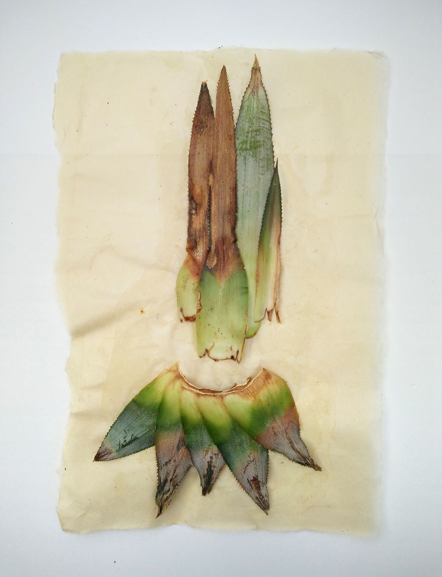 I Made These Assemblages Out Of A Pineapple