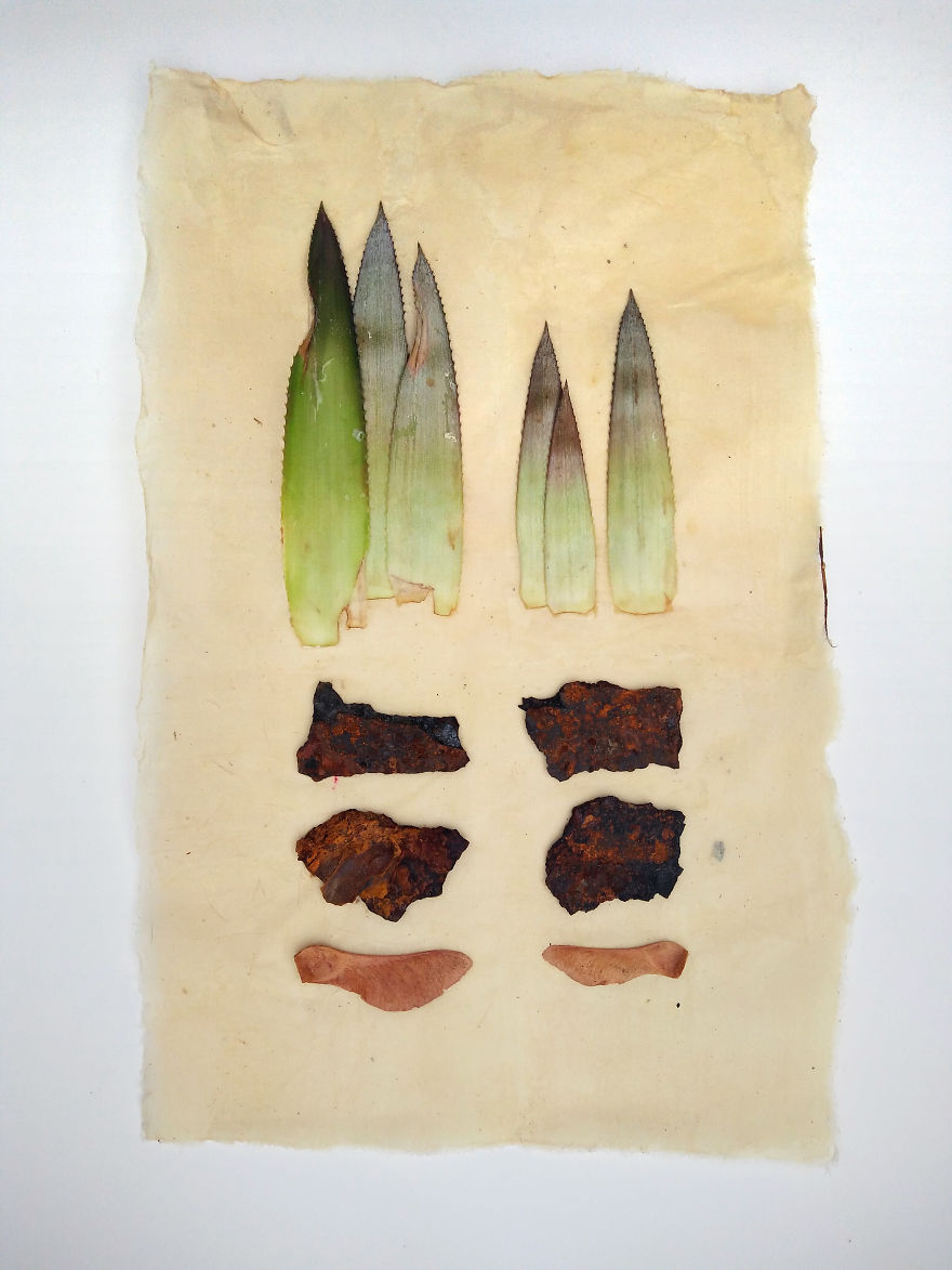 I Made These Assemblages Out Of A Pineapple