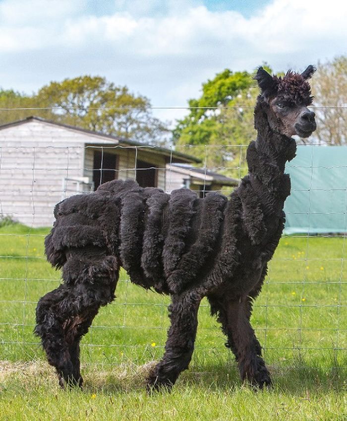 These Shaved Alpacas Know They Have The Most Fabulous Hair Styles And They Are Not Afraid To Show It