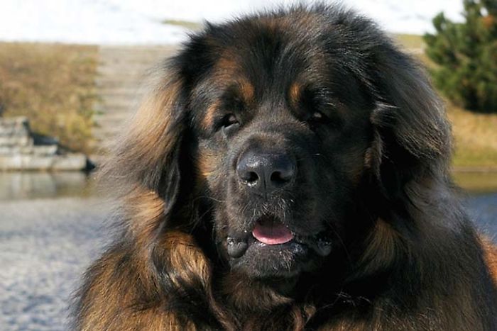 10 Calm Dog Breeds That Are Popular Among Families Of Different Ages