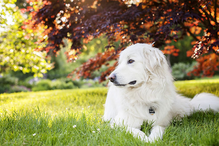 10 Calm Dog Breeds That Are Popular Among Families Of Different Ages