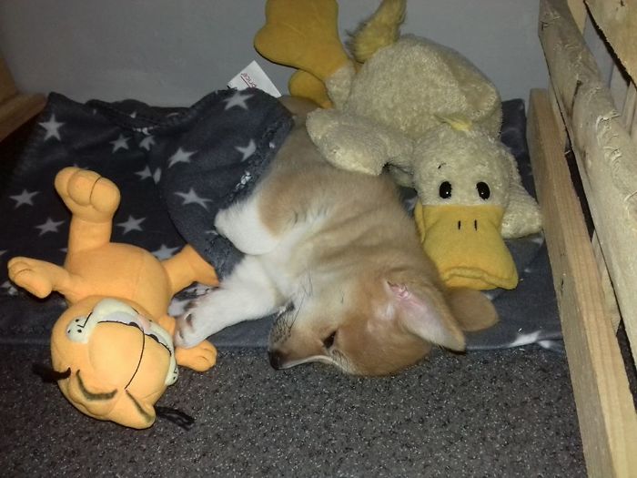 My Dream Of Many Years. My Love. My Corgi Molly At Her First Night Home