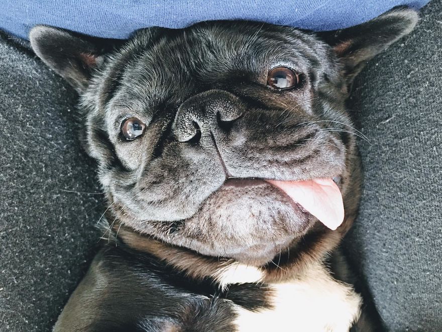 Are French Bulldogs Lazy Dogs