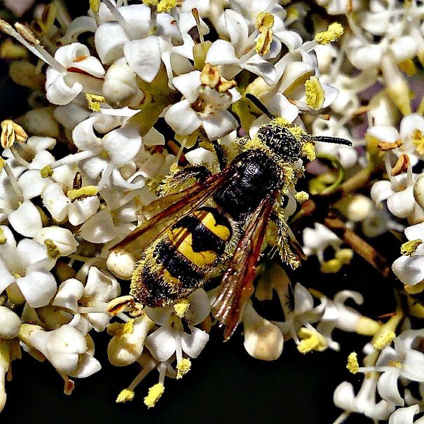 180409-Wasp-collecting-pollen-5acec35861992-jpeg.jpg