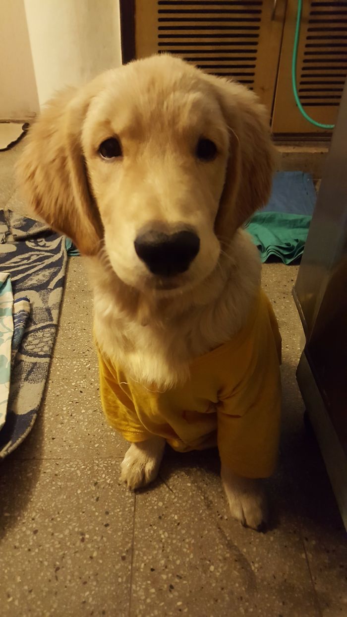 Golden Retriever, Bosu, Was Cold, So He Got His Own T-Shirt