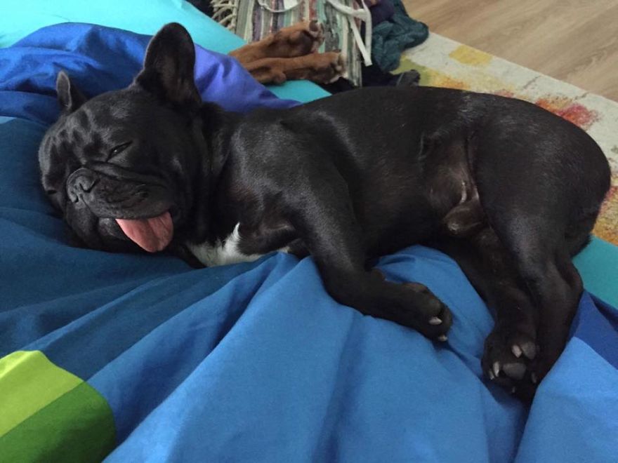 Meet Potato, The Cutest Lazy-Tongue French Bulldog Ever