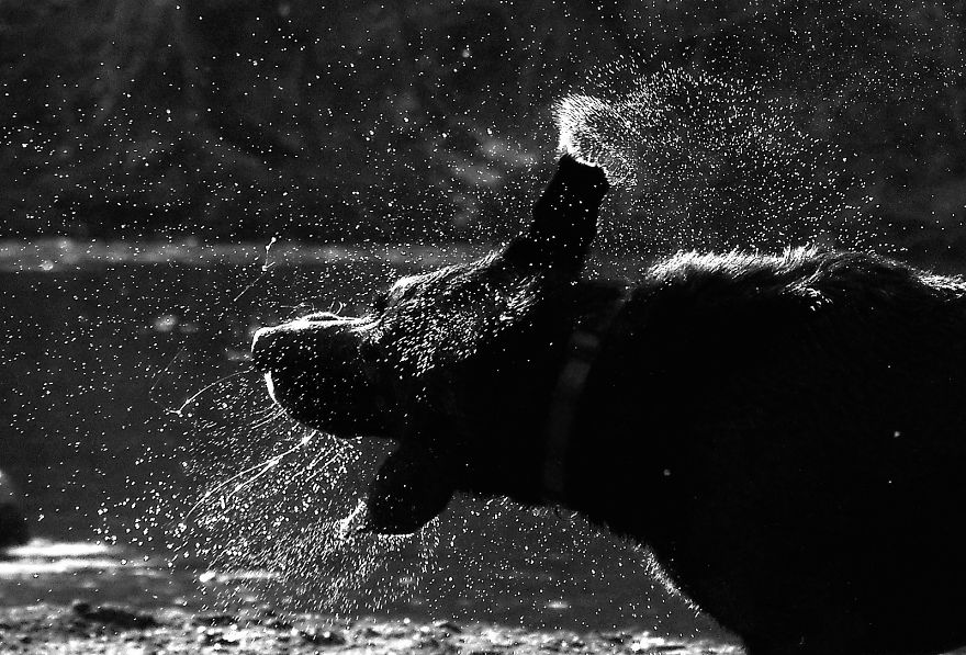 Otis The Black Labrador Loves Playing In The River Dee In North Wales