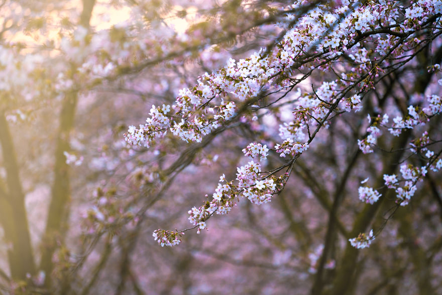 I Photographed The Cherry Blossoms... In Amsterdam!