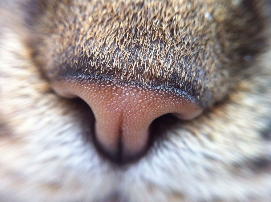 93 Close Ups Of Cat Noses To Make Your Day Bored Panda